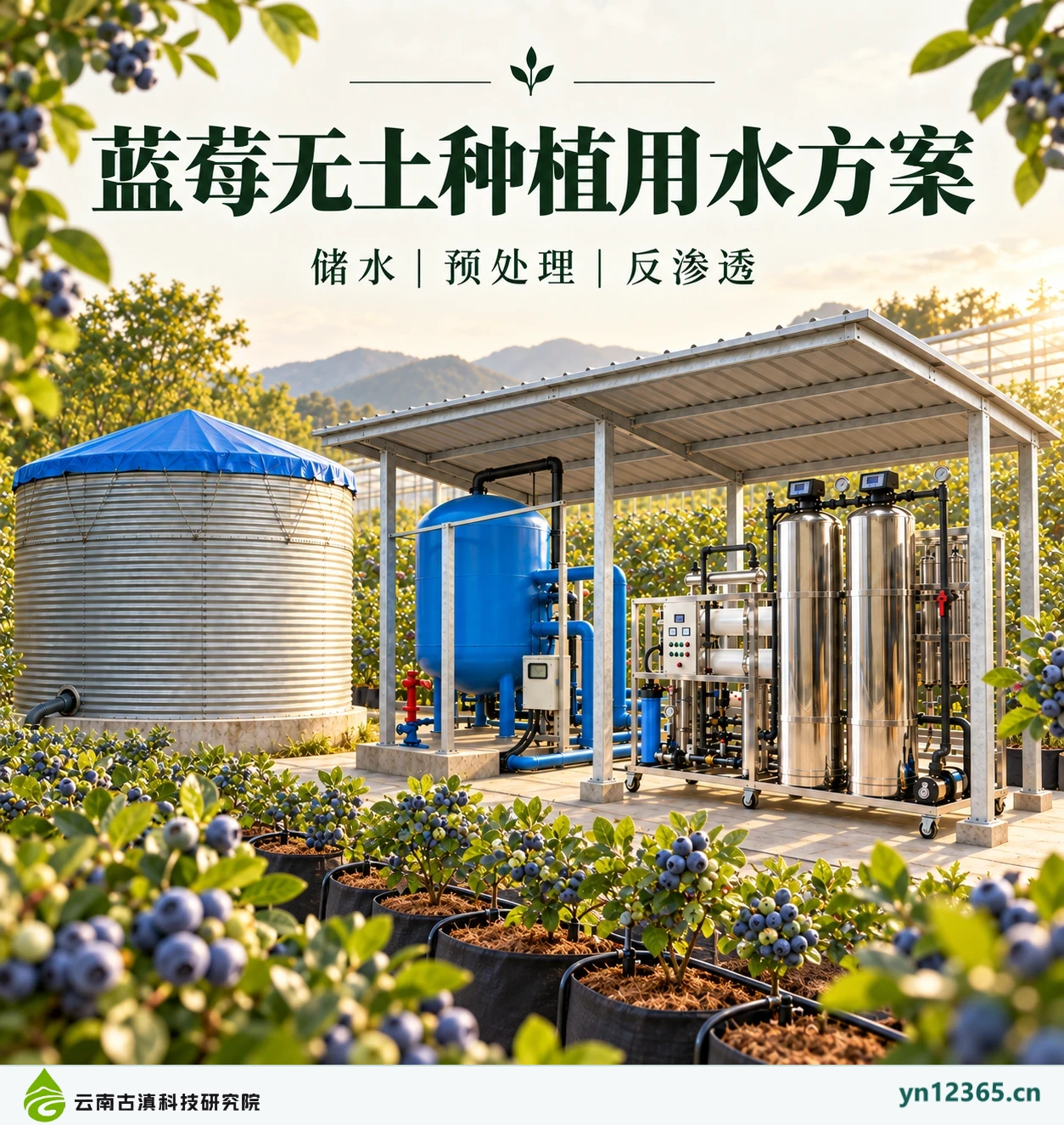 蓝莓无土栽培用水配套